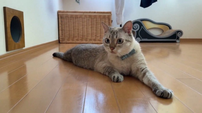 びっくりした顔の猫