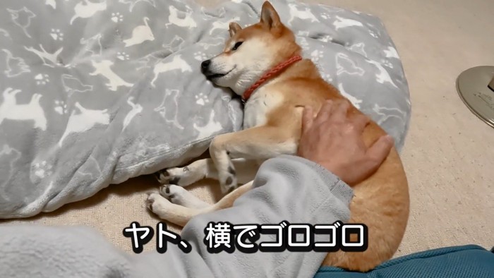 ゴロゴロする犬