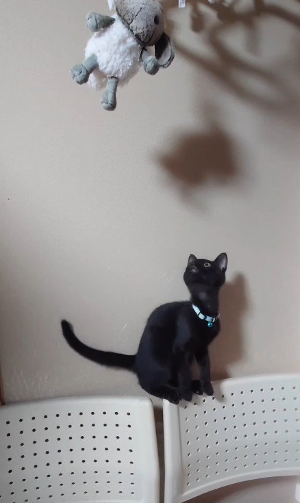 ぬいぐるみを見上げる子猫
