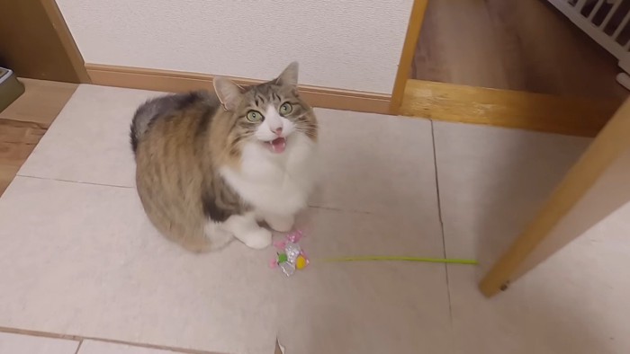 鳴き声を上げるななこちゃん