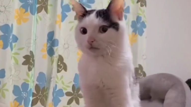 室内にいる猫