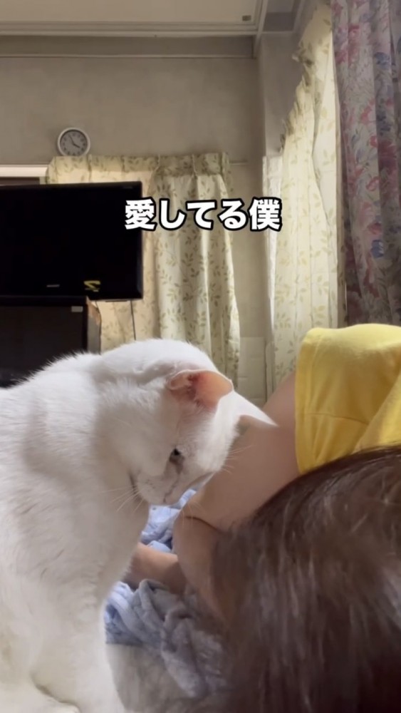 飼い主を見つめる猫