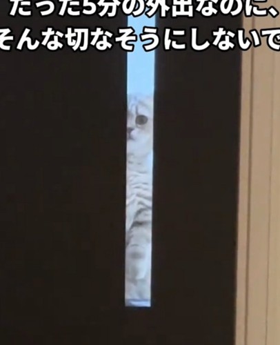 寂しそうに見つめる猫