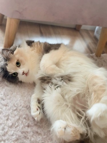 仰向けになっている猫