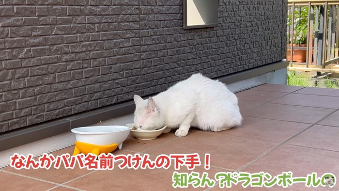 ご家族が見守る中食事をするリリーちゃん