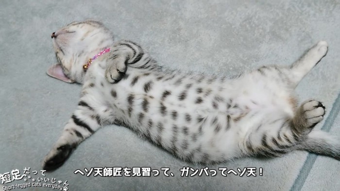 仰向けの子猫