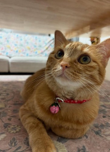 茶トラ猫