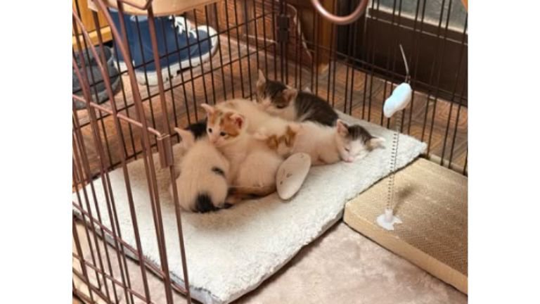 ケージの中の子猫