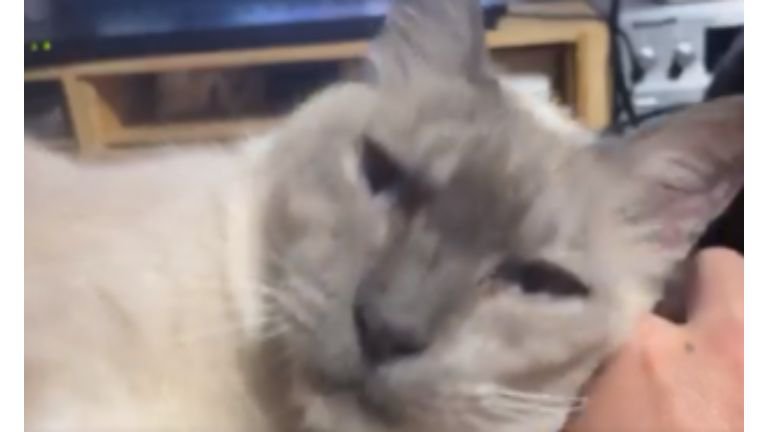 カメラ目線の猫