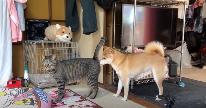 猫のおしりを嗅ぐ犬