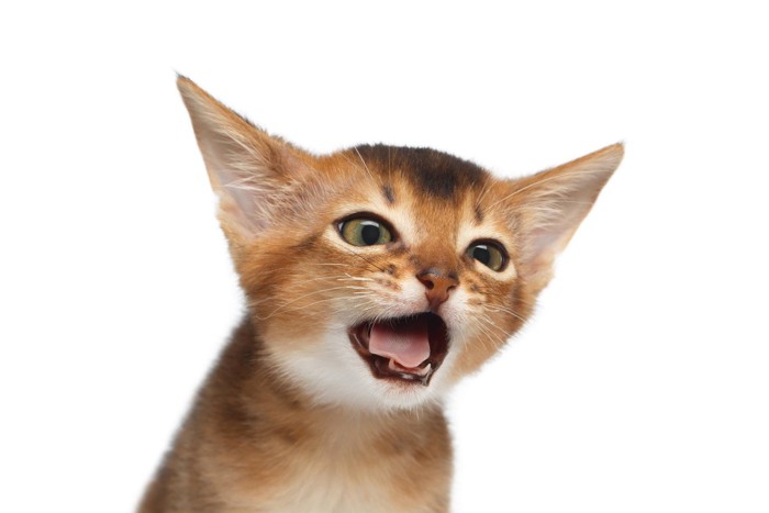 口を開けている子猫