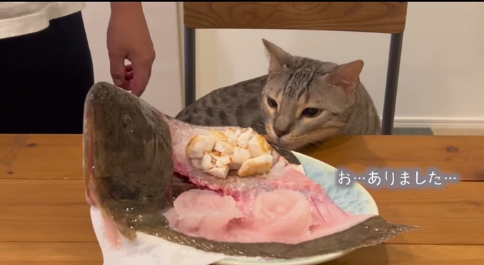 魚に近寄る猫