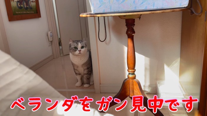 おすわりする猫