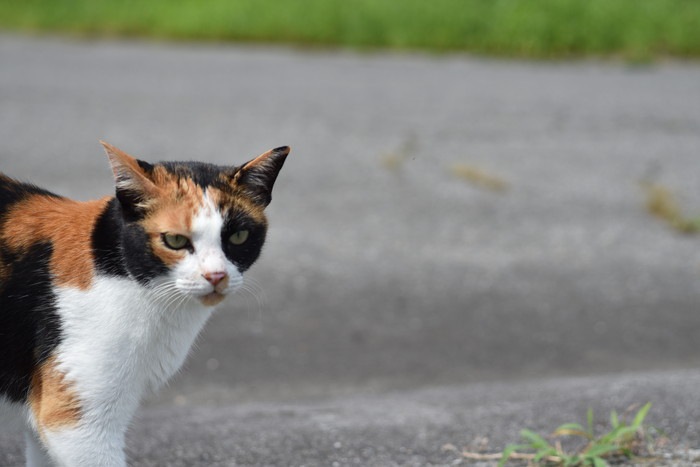 道を歩く三毛猫