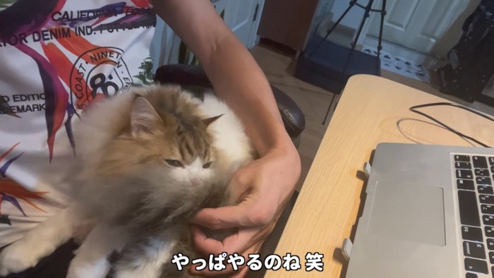 膝の上に乗ってしっぽのグルーミングをする猫