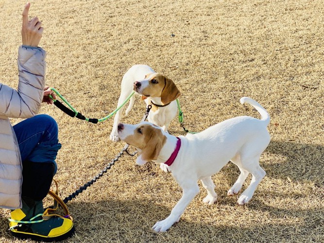 指示を受ける犬達