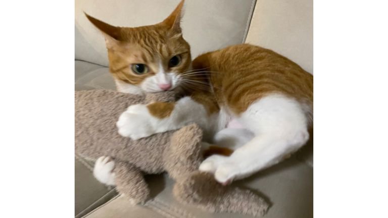 室内にいる猫