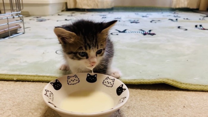 震えながらミルクを飲む子猫