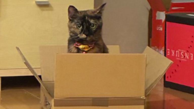 室内にいる猫