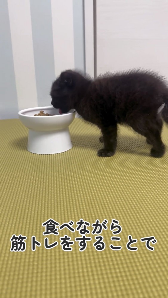 餌を食べる黒猫