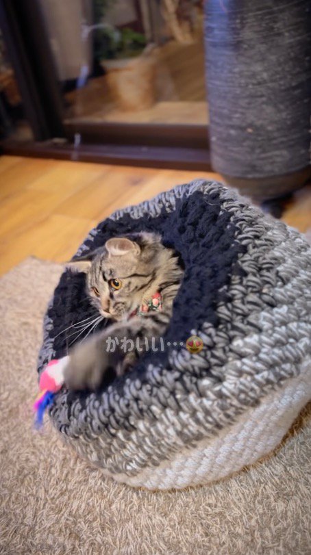 猫ハウスから顔を出して、猫じゃらしで遊ぶキジトラ猫