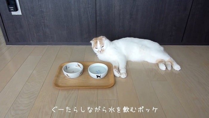 横になっている猫