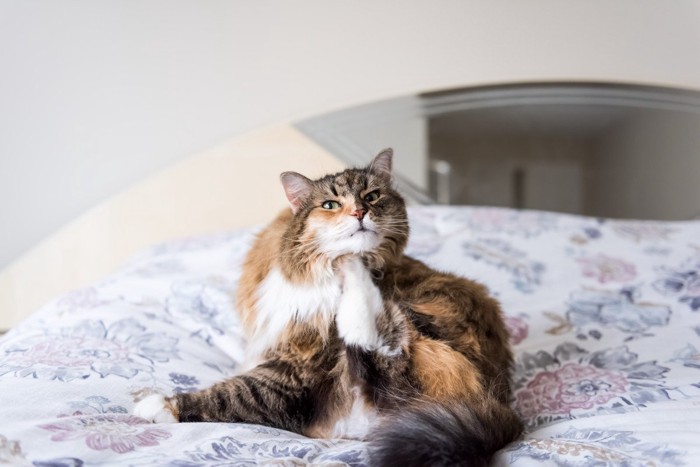 顎を掻く猫