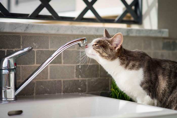 蛇口から水を飲む猫