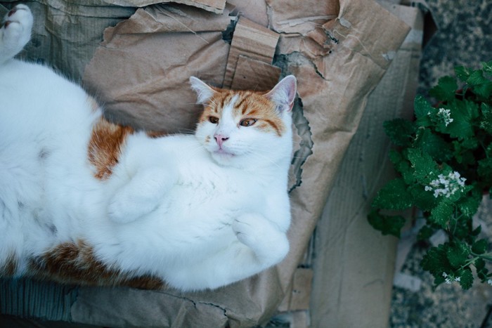 キャットニップの近くで仰向けになる猫