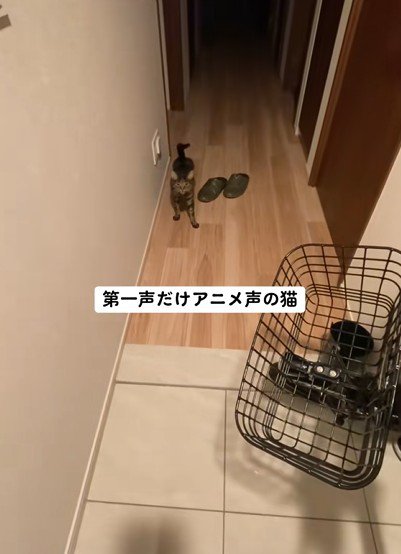 返事をする猫