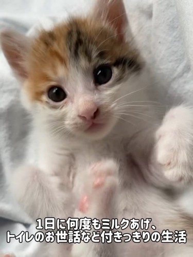 仰向けの子猫