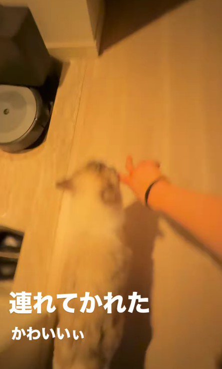 飼い主の手を引っ張る猫