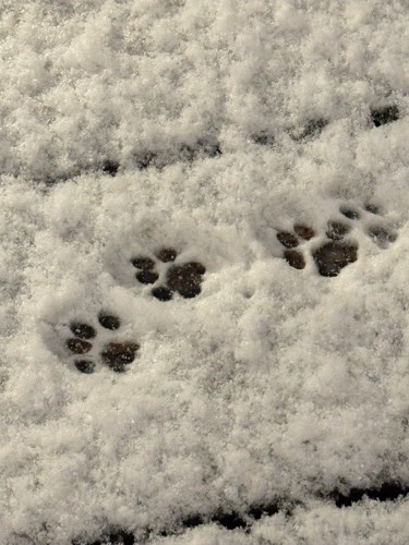 猫の足跡