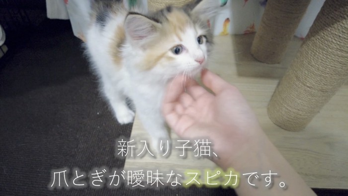 撫でられる子猫