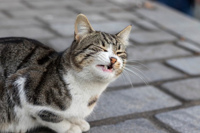 不機嫌そうな表情の野良猫