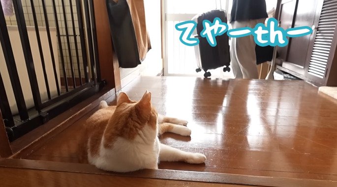 玄関で見送るチャチャ君