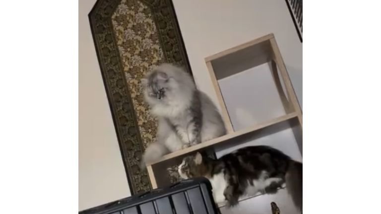 室内にいる猫たち