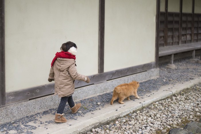 女の子の前を歩く茶トラ猫