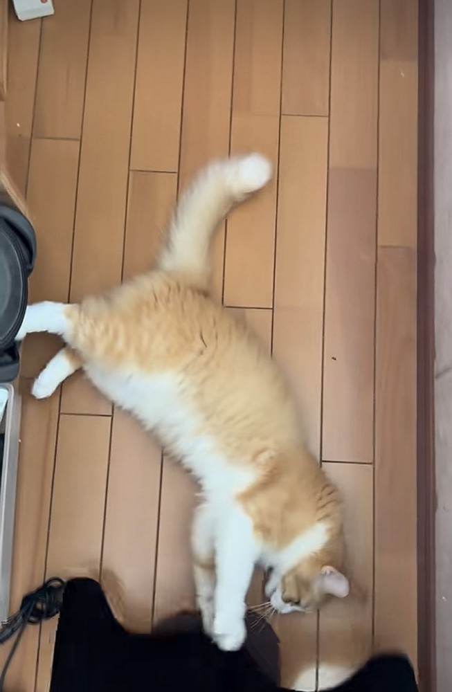 飼い主さんの足を持つ茶白猫