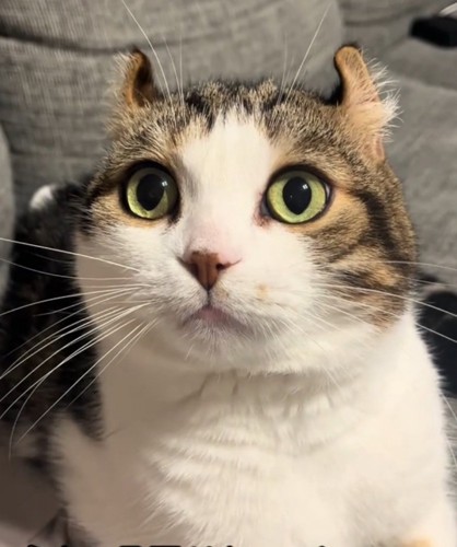 飼い主さんを見る猫