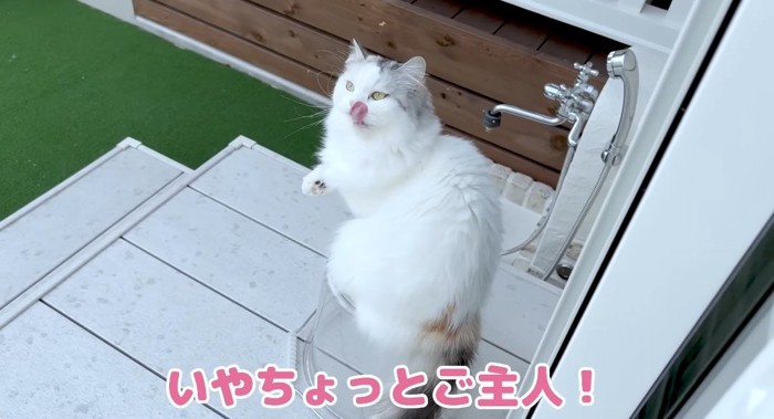 見上げる猫