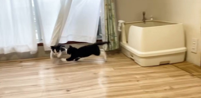 走る白黒猫2匹