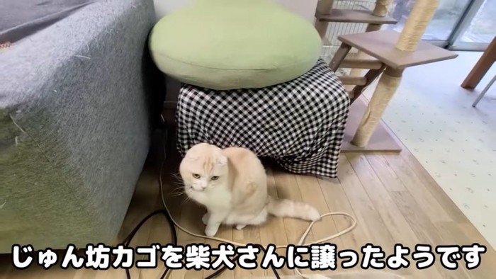 座っている猫