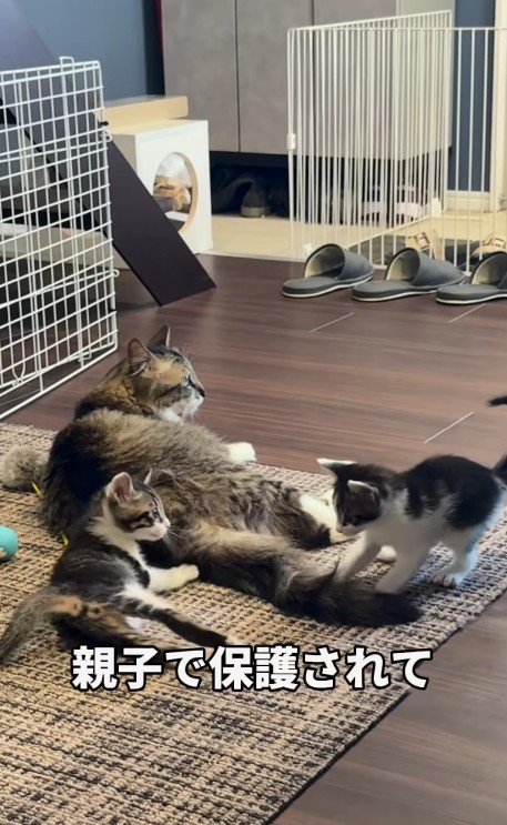 母猫と2匹の子猫