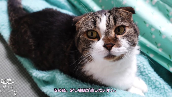 座る折れ耳猫