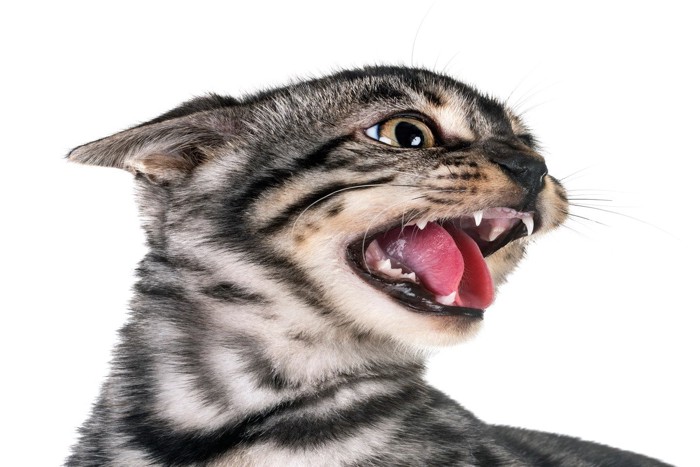 威嚇する子猫の横顔