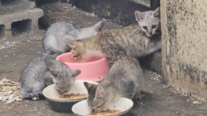 野良猫が繁殖した現場