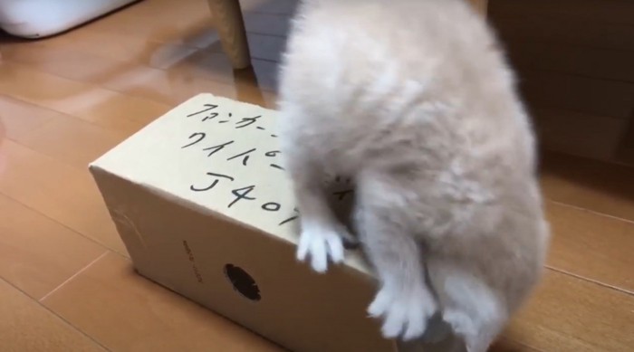 回転しそうな猫