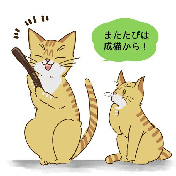 猫にマタタビを与える適齢期