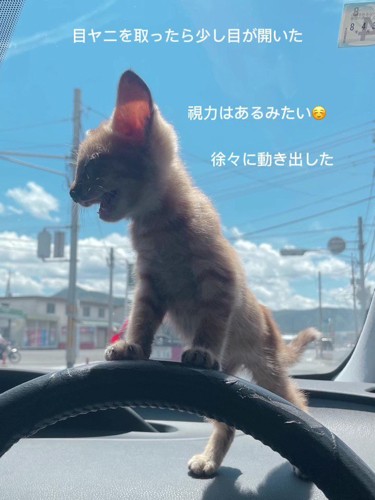 ハンドルに前足を乗せて立つ子猫